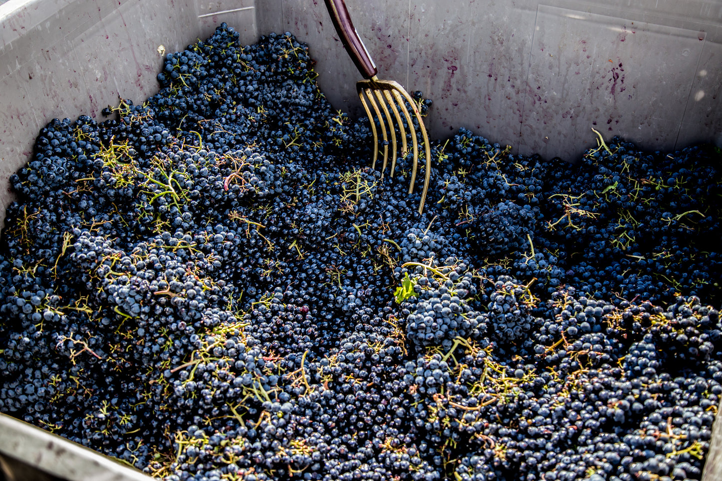 2026 Grape Stomp Team Entry